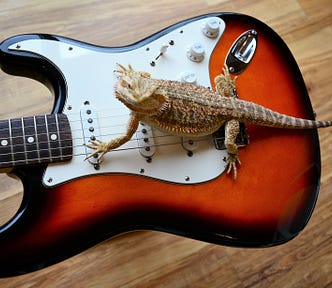 Sunburst Fender Stratocaster Guitar with Lizard standing on the scratch plate