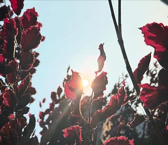 A close-up view of red leaves on tree branches with the sun shining through them. The sunlight creates a glowing effect around the edges of the leaves, highlighting their vibrant color against the bright sky. The background includes more branches and leaves, adding depth to the scene. The overall composition captures the beauty of nature with the interplay of light and color.