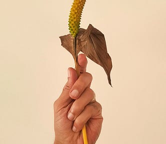 Taste like a corndog. Photo by Allec Gomes on Unsplash