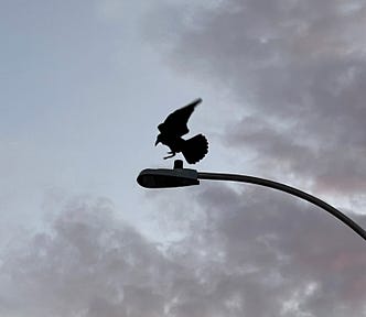 Crow landing. Photo copyrighted by Mark Tulin.