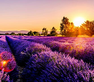 a field of lavender at sunset