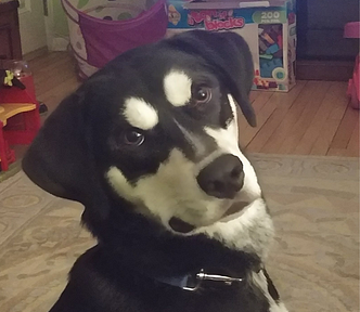 Black and white hound husky mix dog named Yukon looking at camera.