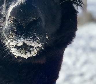 One cold black alpaca with a snowy moustache and beard