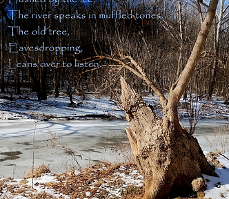 A stump leans over the Gunpowder River north of Baltimore. The river is mostly covered in ice. The river flows through a wooded valley. The trees have lost their leaves. The photo was taken by the author on January 23, 2025.