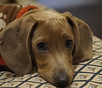 Dog, dachshund, brown sausage dog, puppy rests his head on a dog beg and is covered with a fleece blanket, soulful eyes