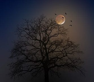 Birds fly in front of the full moon rising behind a tree.