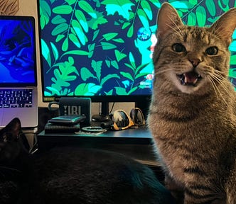 Two cats sitting in front of their human’s computer, demanding food