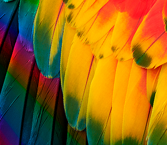 Close up of colorful bird feathers of Red and yellow Macaw, exotic natural textured background, remixed with a rainbow layer