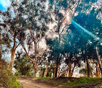 Sun shining through Eucalyptus trees in Santa Monica Mountains