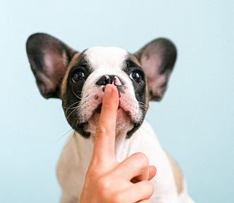 White and black French Bulldog with human’s index finger on its snout encouraging the dog to be quiet.