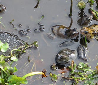 Frogs in a pond guarding their mass of frogspawn