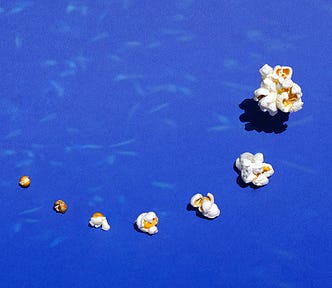 A series of 7 pieces of popcorn, arranged from the smallest unpopped kernel to the largest, fully popped kernel.