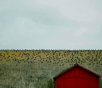 A red hut with a wall behind it where loads of birds are perched