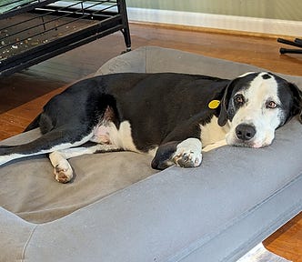 A black and white Catahoula hound deep couch laying keeping an eye on his dad.