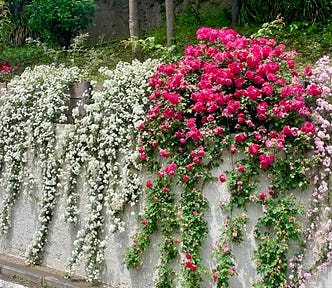 Flowers in Japan