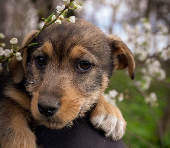 A mongrel / Heinz 57 mixed breed puppy sitting on a person’s knee, spring blossoms