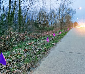 Small purple flags planted along a tree lined, grass verge on a highway with the lights of approaching cars in the background.