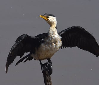 Little Pied Cormorant spreads its wings to dry while turning its head to show its fine profile. Let’s pretend we don’t notice the awkwardness of its big webbed feet clutching the stump.