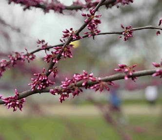 Close-up of tree branches with small, pink buds clustered along them, set against a blurred background of a park or outdoor area. The buds are in the early stages of blooming, capturing the delicate beauty and promise of new growth in spring.