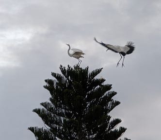 An adult ibis perched on top of a 30 foot pine being chased off by an adult stork who then takes his perch at that same top spot.