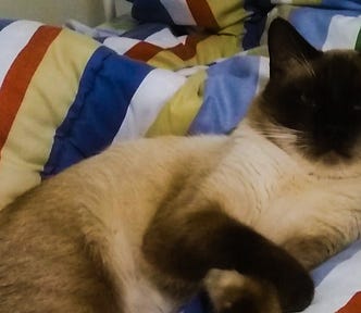 Parker the Burmese lies on a colorful striped blanket.