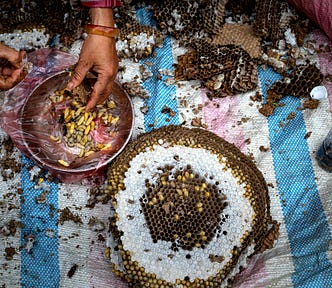 Hands sorting larvae from a wasp hive. The hive is in sections. The poem on this page is about how people transform into a hivemind in their collective thoughts rather than people thinking for themselves. The image of a hive is central to the poem’s message. | Photo Courtesy: Quang Nguyen Vinh, Pexels