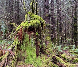 Thick moss covers a rotting tree stump in a thick forest.