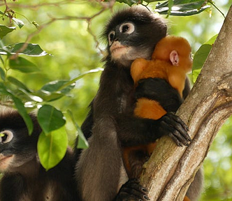 Photo of langur monkeys: two adults in black and an infant in orange.