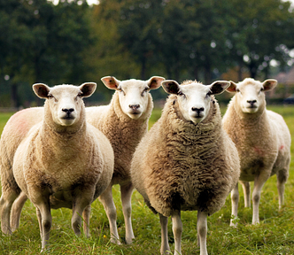 Why Program Increment Planning is like a wolf in sheep’s clothing