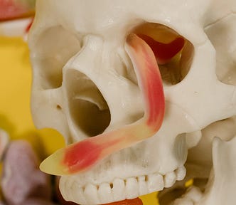 There is a picture of a model human skull with a gummy work sticking out of one of the eye sockets.