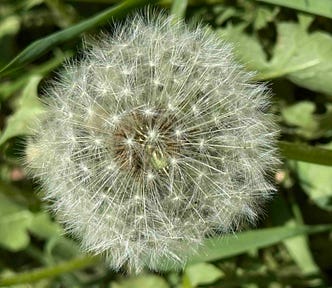 A close-up image of a dandelion seed head. The dandelion is in full seed stage, with numerous white, fluffy seeds radiating from the center. The background consists of green leaves and grass, slightly out of focus, highlighting the intricate details of the dandelion seeds.
