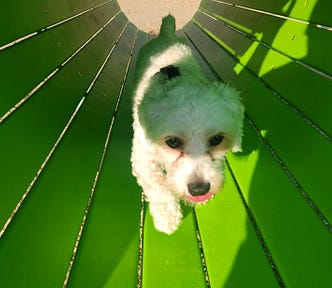 white dog running through green tunnel at dog park