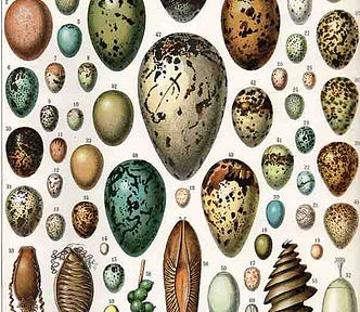 Eggs of various birds, a turtle, various cartilaginous fish, a cuttlefish, and various butterflies and moths. (Adolphe Millot-Nouveau Larousse Illustré, edited by Claude Augé, published in Paris by Librarie Larousse, 1897–1904, this illustration from vol. 6, p. 473)