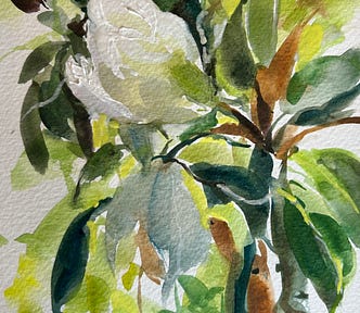 Watercolor painting of a camellia by Anne Kullaf