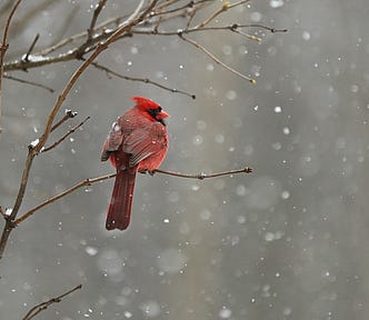 A bright red cardinal sits on a branch against a gray background with droplets of rain or snow visible.