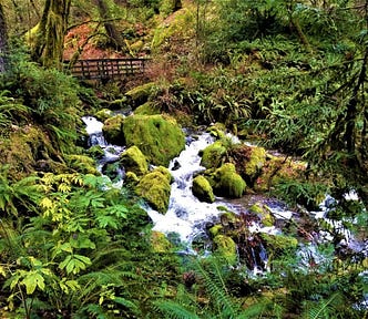 wooden bridge over stream in forest