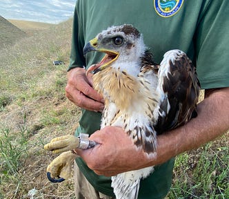 A person holds a banded hawk.