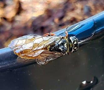 A close-up shows a winged insect attached to a dark surface with a water drop, with the background softly blurred. The insect appears translucent and fragile with its right wings looking deformed.