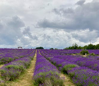 Lines of lavender growing in a field. Sky overcast and full of billowing clouds.