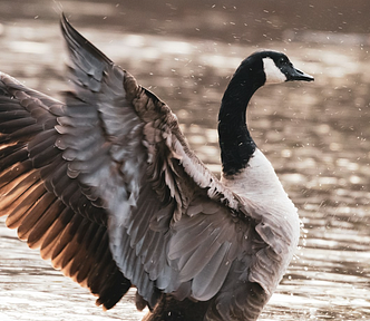 Canadian goose on the water spreading it’s large wingspan