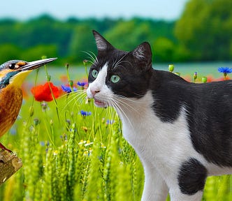 Photo of a green-eyed tuxedo cat staring at a blue and yellow bird perched on a branch, in a field of greenery and tiny purple wildflower blooms near a lake. The cat has its mouth slightly open, possibly chirping as cats do when they hunt birds.