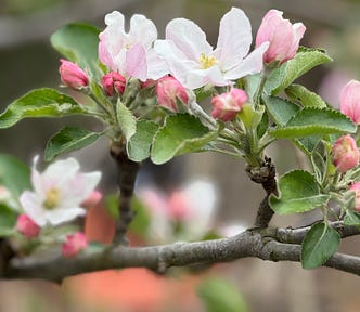 Apple blossoms and branches