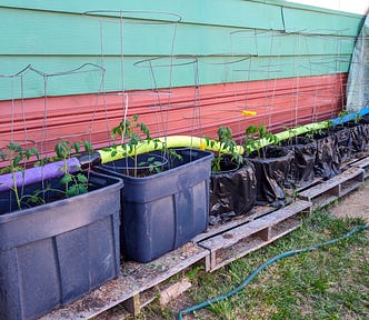 A variety of young plants are growing in plastic containers, some lined with black bags, which are lined up orderly alongside a house with a green hose running in front. Metal wire structures are placed around or inside some pots to support the plants as they grow.