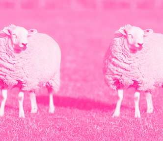 Illustrative image of two identical sheep