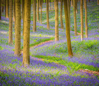 A beech forest with a carpet of blooming blue flowers and a winding path running through the scene