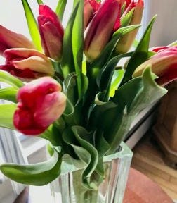 A picture of tulips in a vase