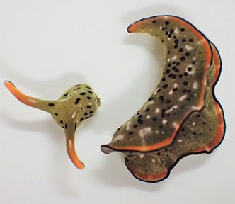 The photos shows the slug with its separated head. Source: https://www.nytimes.com/2021/03/08/science/decapitated-sea-slugs.html