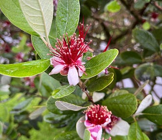 A close-up of red and white flowers and green leaves.