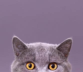 beautiful funny grey British cat peeking out from behind a white table with copy space