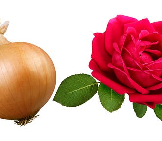 An onion and a rose next to each other.